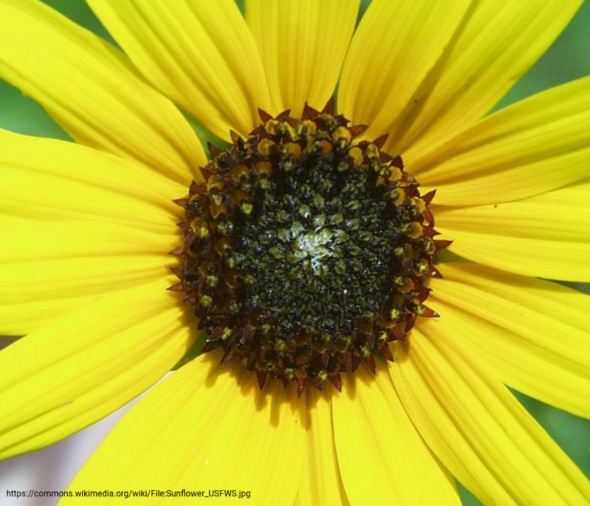 MYB111 controls flavonol diversity in sunflowers (Tweet #21)