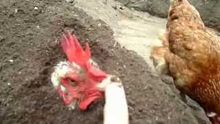 Clever guy hides his chicken from a helicopter