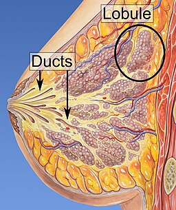 Lobules and ducts of the breast