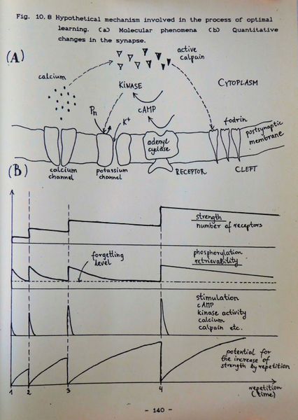 Hypothetical mechanism involved in the process of optimal learning. (A) Molecular phenomena (B) Quantitative changes in the synapse