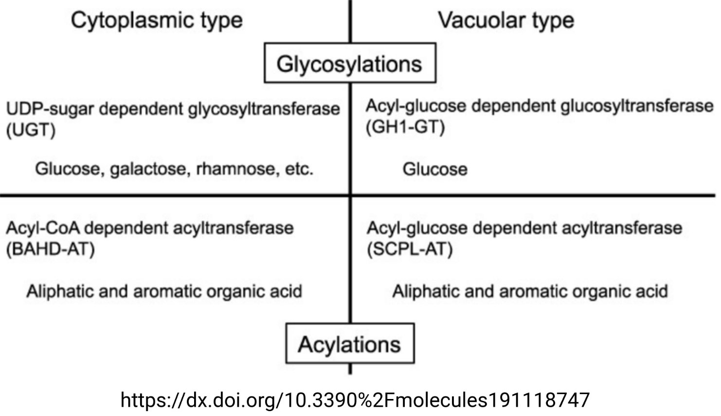 Glycosylation and acylation of anthocyanins (Tweet #49)