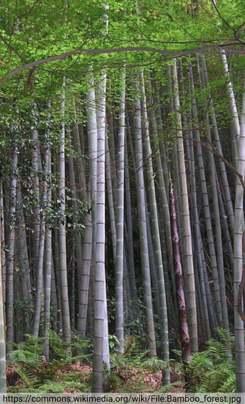 Bamboo MYBs (Tweet #59)