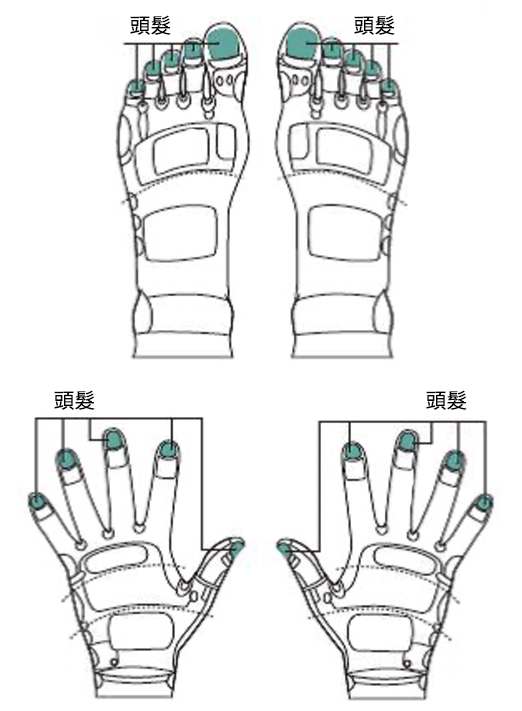 头发的反射区恰好就在指甲，图为足部和手部反射区。（采实文化提供／大纪元合成）