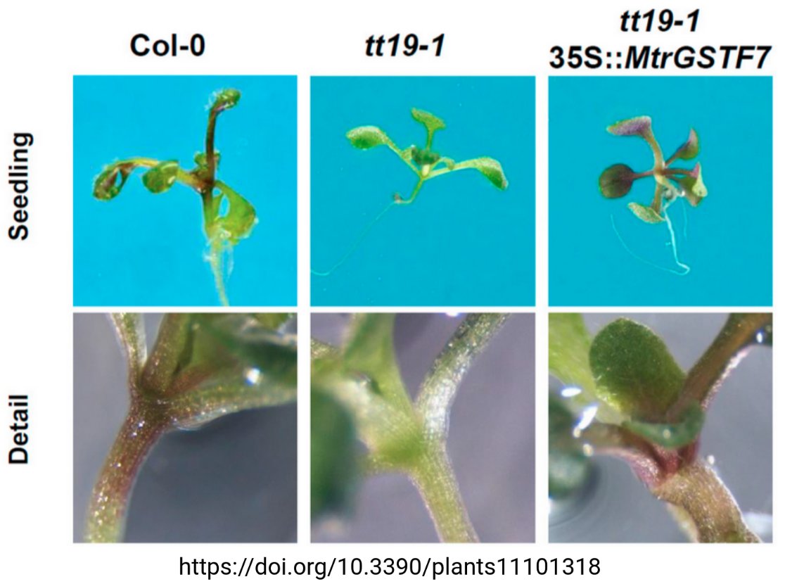 Role of MtrGSTF7 in anthocyanin transport (Tweet #67)