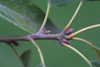 Quercus imbricaria twig