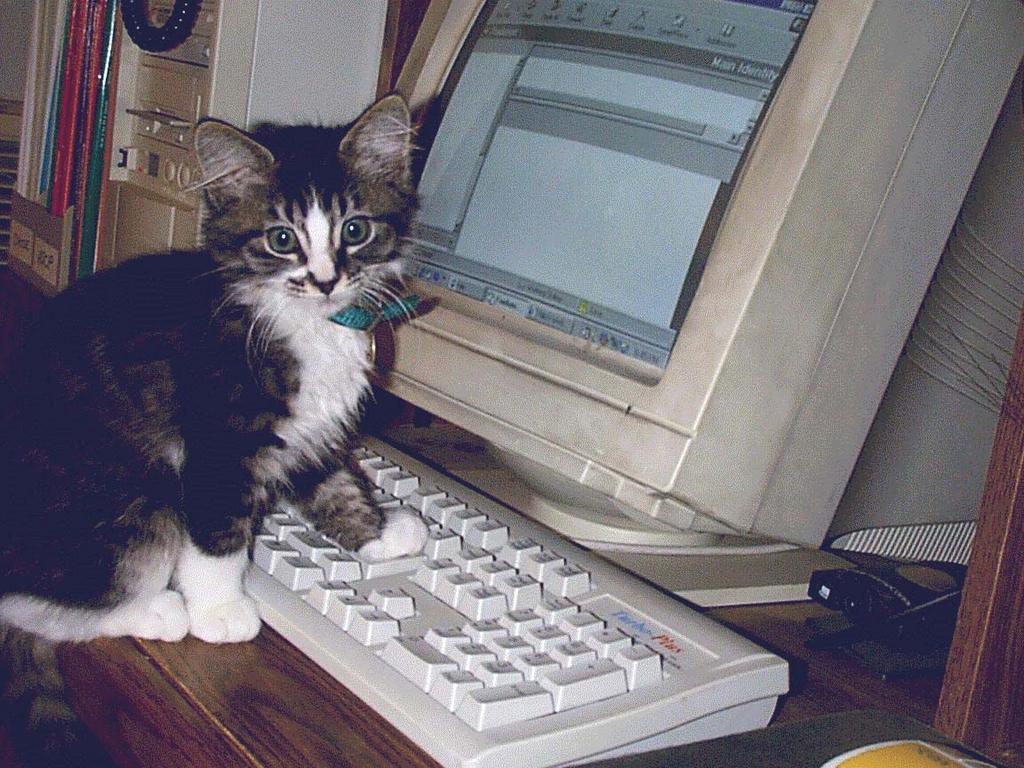 Typing kitten