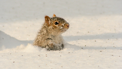 A squirrel in the snow