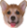 CorgiDerp