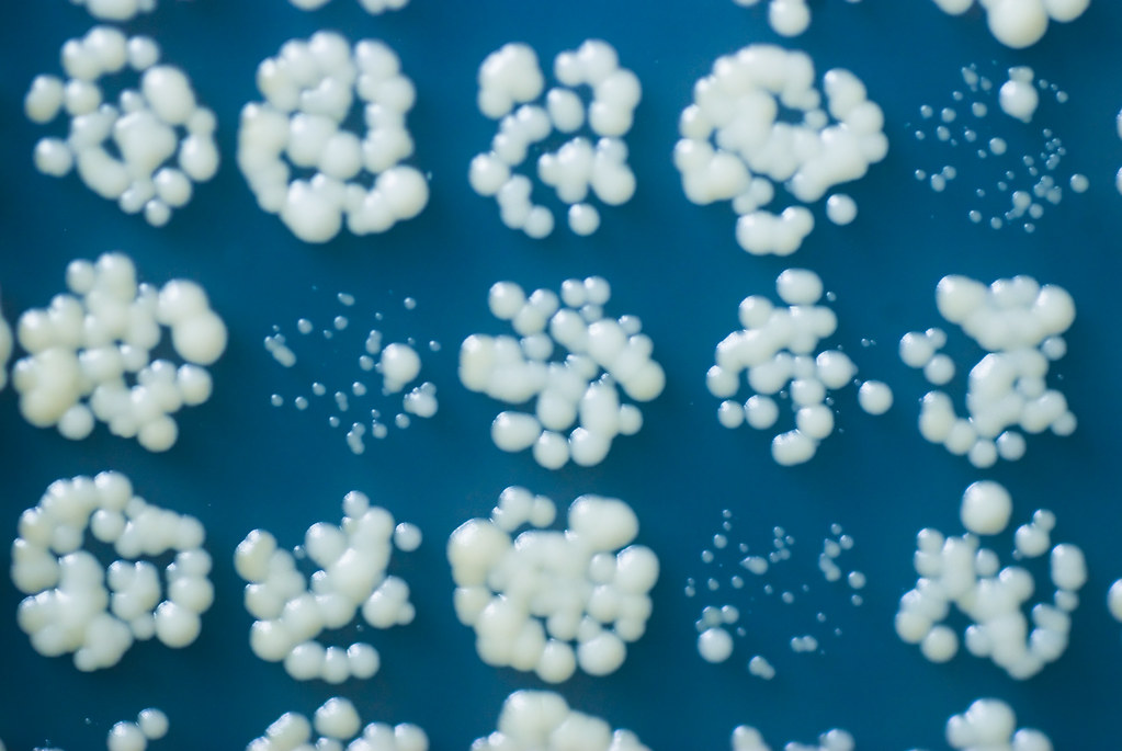 Yeast growing on agar surface