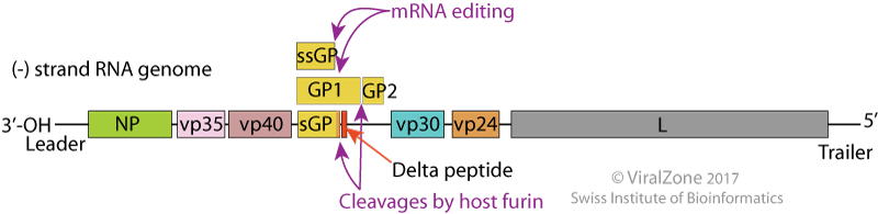 Ebola Genome