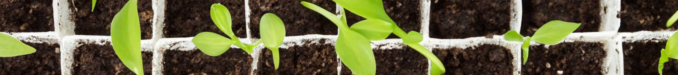 GitHub - hugohiraoka/Plant_Seedlings_Images_Classification: A CNN model ...