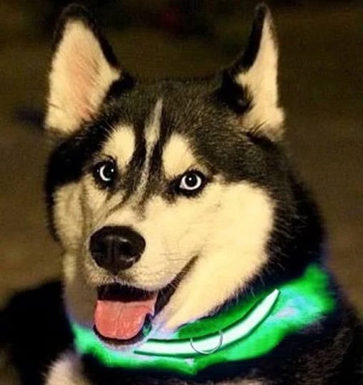electronix-express-green-light-up-led-adjustable-pet-collar-flashing-or-steady-modes-rechargeable-vi-1