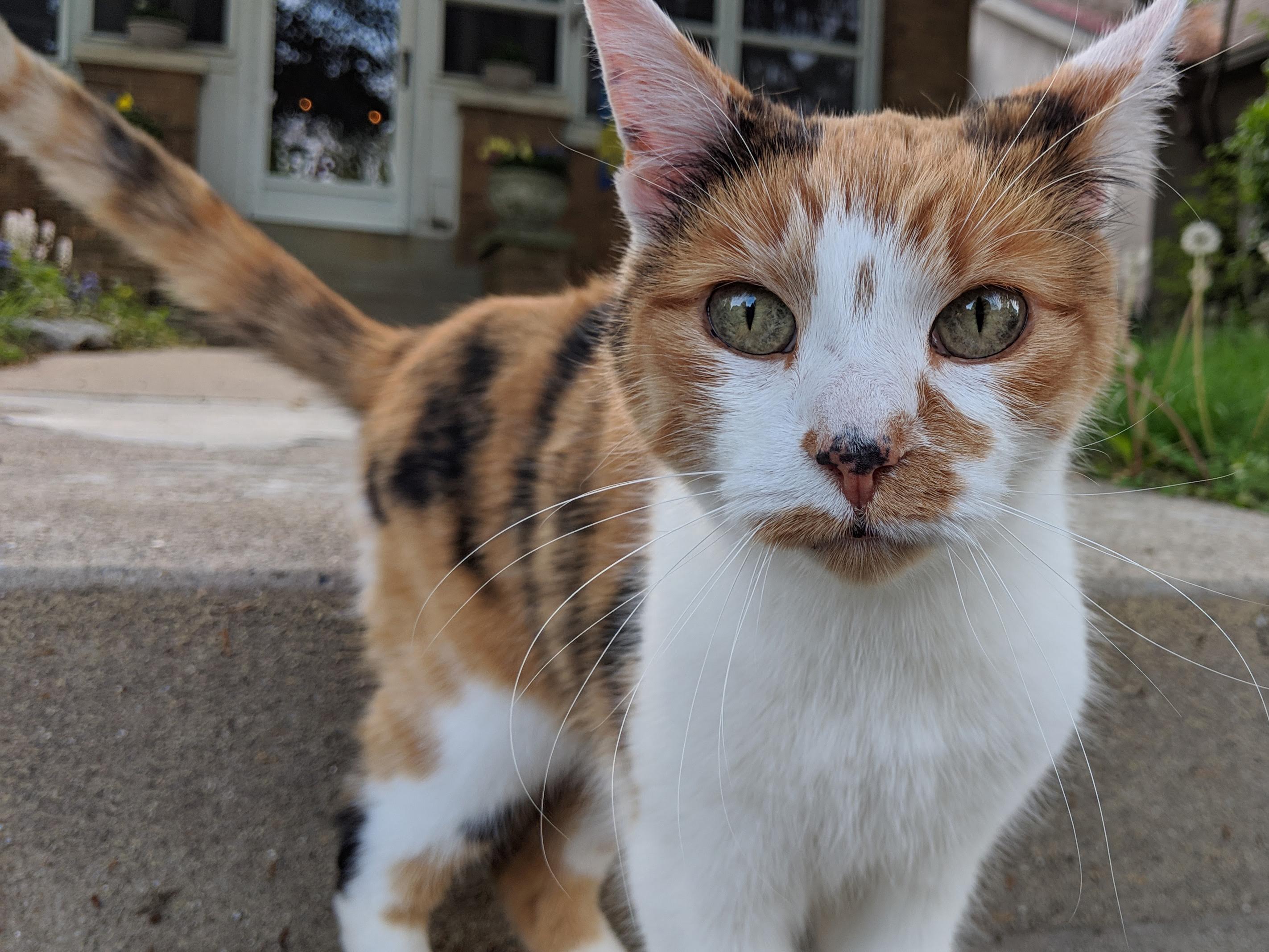 An image of a white, black, and orange calico cat; her mottled grey-green eyes stare deeply into the camera as she stands on some steps in front of a house.