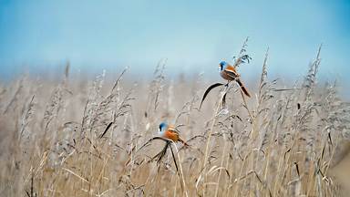 Bearded reedlings at a wetland in Flevoland, Netherlands (© Gert-Jan IJzerman/Minden Pictures)