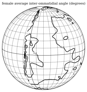 Same data as the color stereographic projection above, but plotted on an orthographic projection for comparison with an eyemap of Eristalis tenax. (This image was generated using the make_buchner_interommatidial_distance_figure.py script included in the package.)