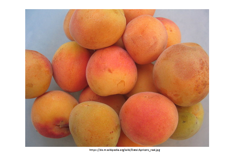 Red blushed skin of apricots (Tweet #8)