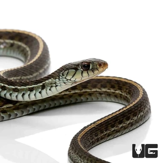 adult-florida-blue-garter-snake-1