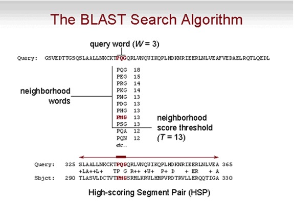 An outline of the BLAST algorithm