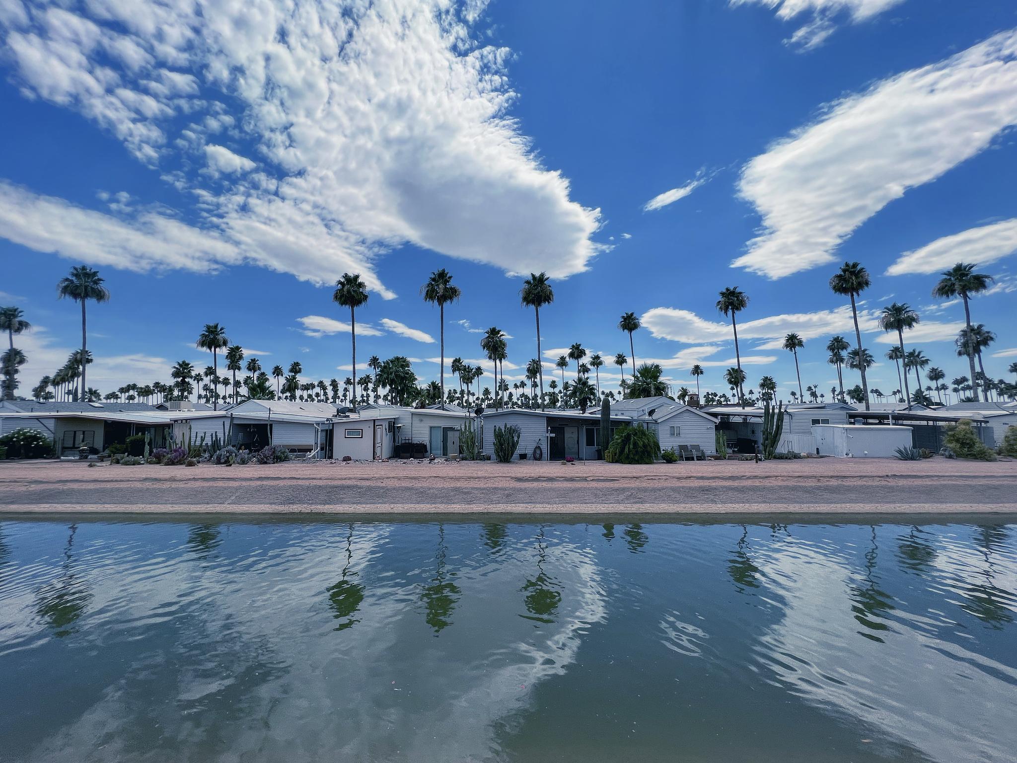 palm trees on the canal