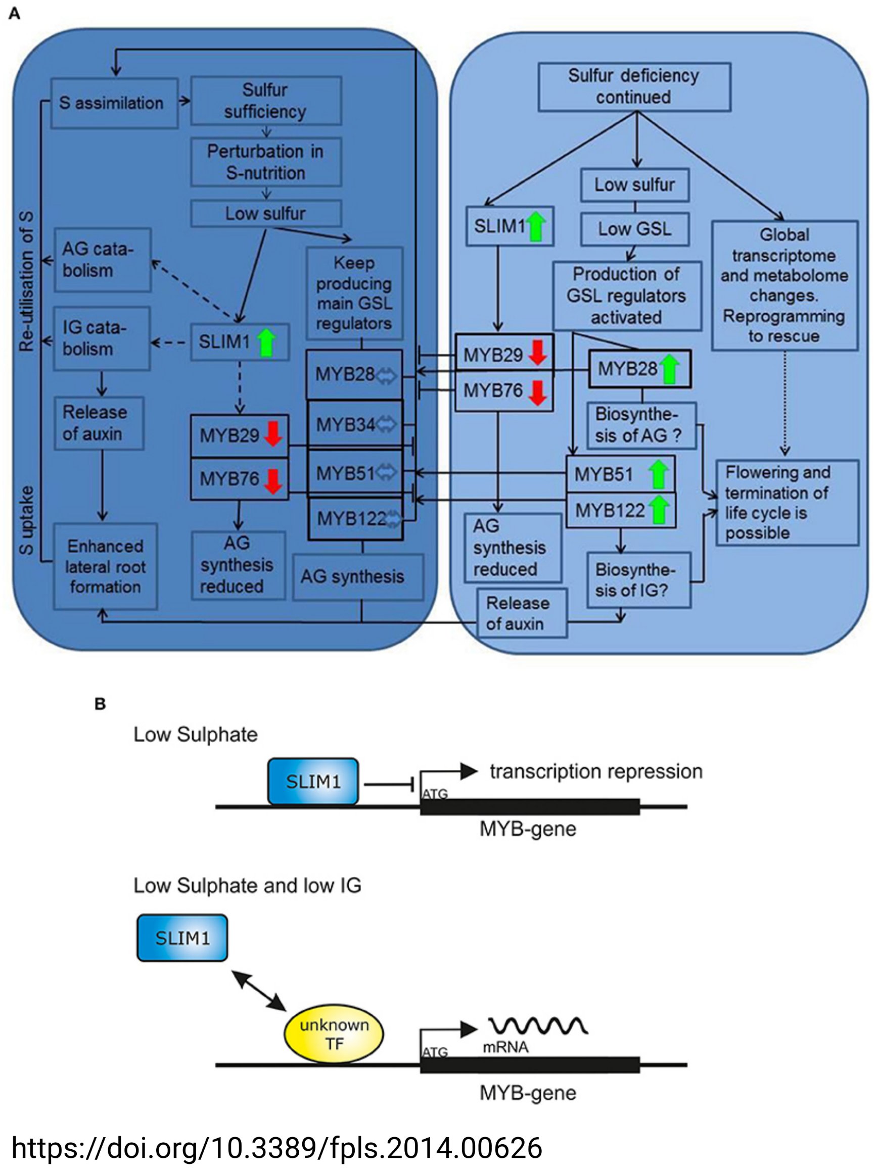 R2R3-MYBs regulate gucosinolate biosynthesis (Tweet #18)