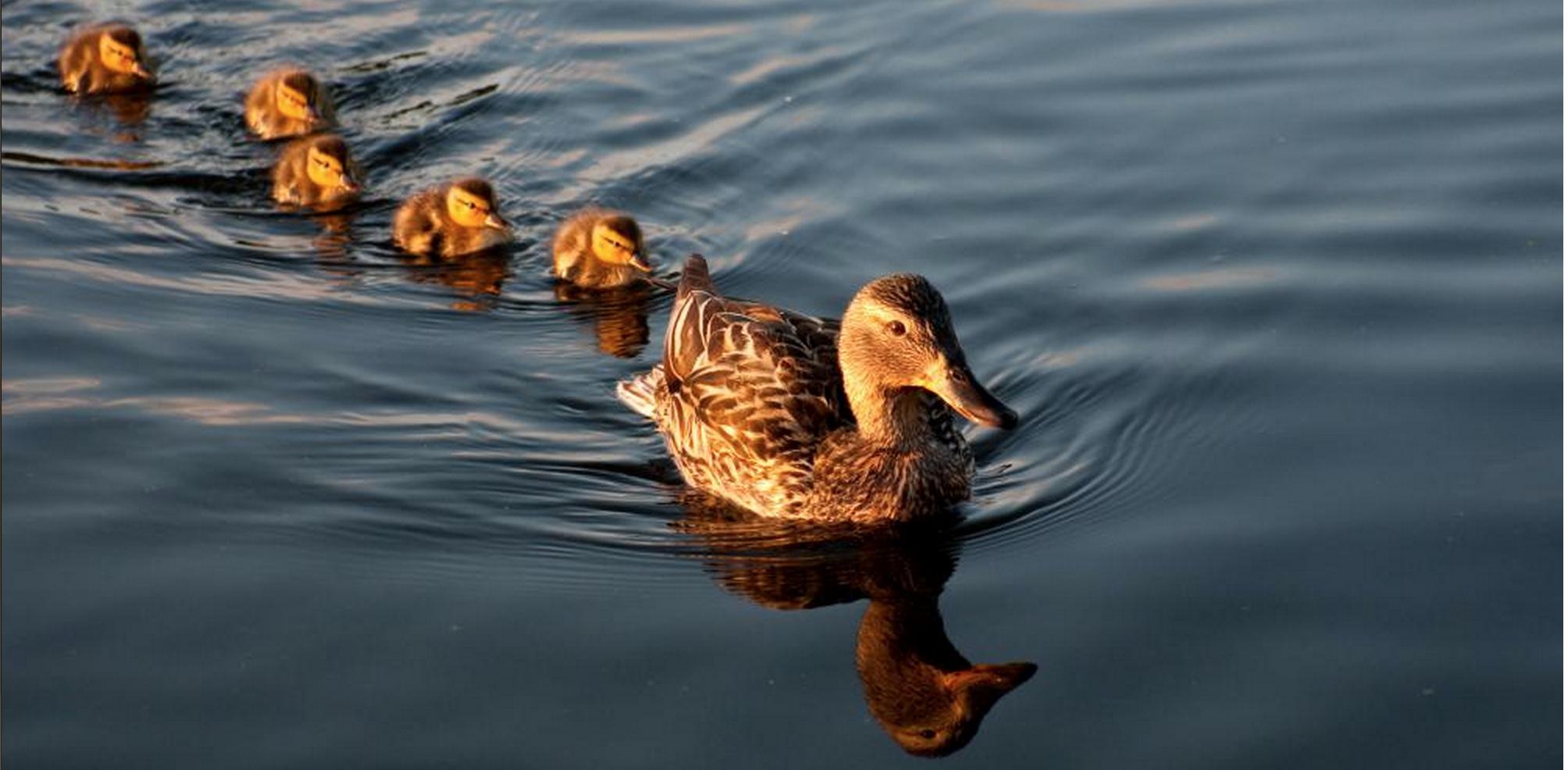 ducks-in-a-row