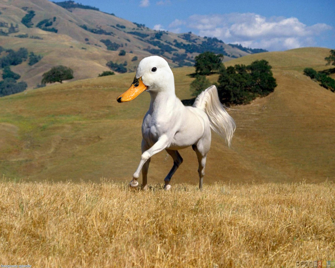 ducknicorn