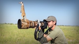 Cute Meerkats Use Photographer As A Lookout Post