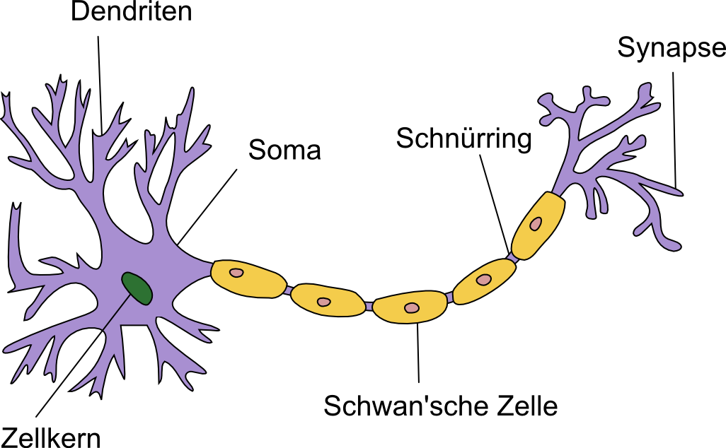 https://www.abitur-wissen.org/images/Neurophysiologie/neuron-wikipediauser-Quasar_Jarosz.png