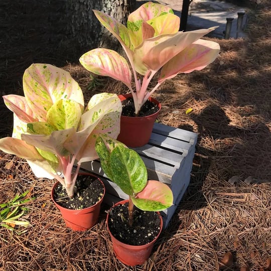 rainbow-aglaonema-live-plant-in-a-4-in-pot-beautiful-indoor-easy-care-air-purifying-plant-1