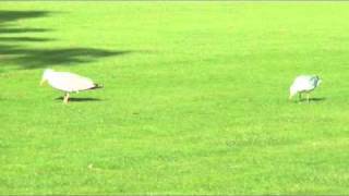 "Dancing Birds!"  at Trinity College, Ireland .mov