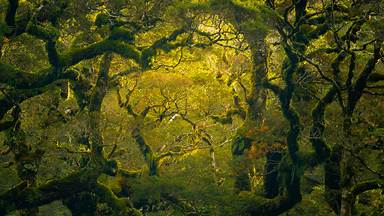 Rainforest hike near Milford Sound/Piopiotahi in New Zealand (© Jim Patterson/Tandem Stills + Motion)