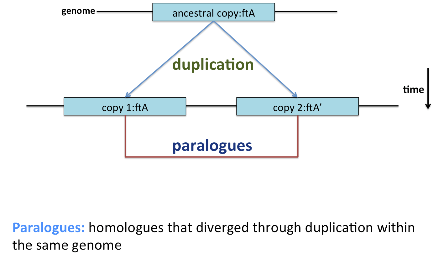 05-02_paralogues