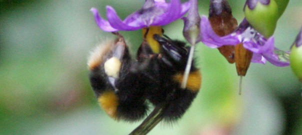 Buzzing bee in Solanum dulcamara