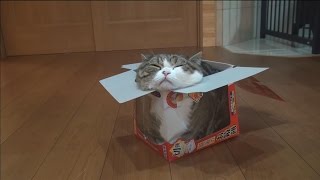 鏡もち箱とねこ。-Round rice cake box and Maru.-