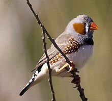 Zebra Finch Pic