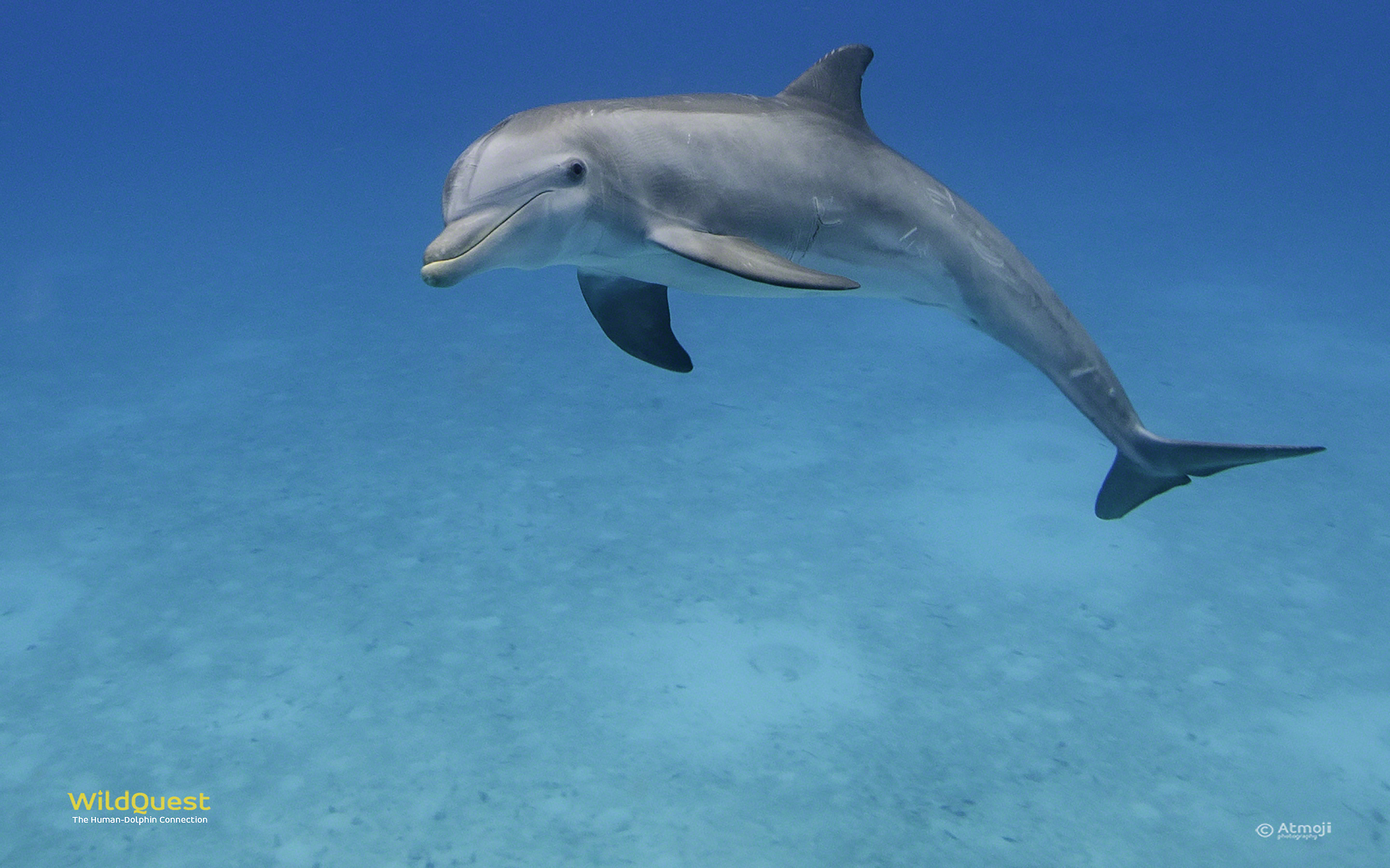 dolphin