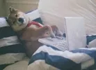 Work From Home Dog GIF via wifflegif.com