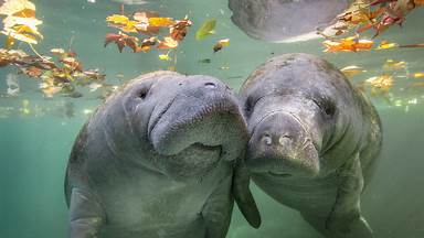 Manatees, Crystal River, Florida (© Gregory Sweeney/Getty Images)