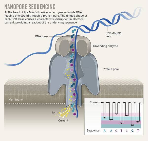 nanopore-sequencing