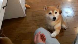 飼い主にすがりつく柴犬いちご　Shiba Inu hugging to owner