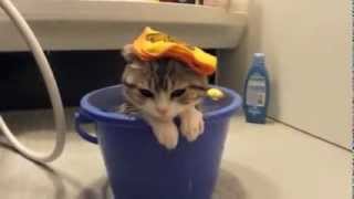 Depressed Kitten in a bucket with sad music