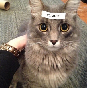 Picture of a cat wearing a label that says cat