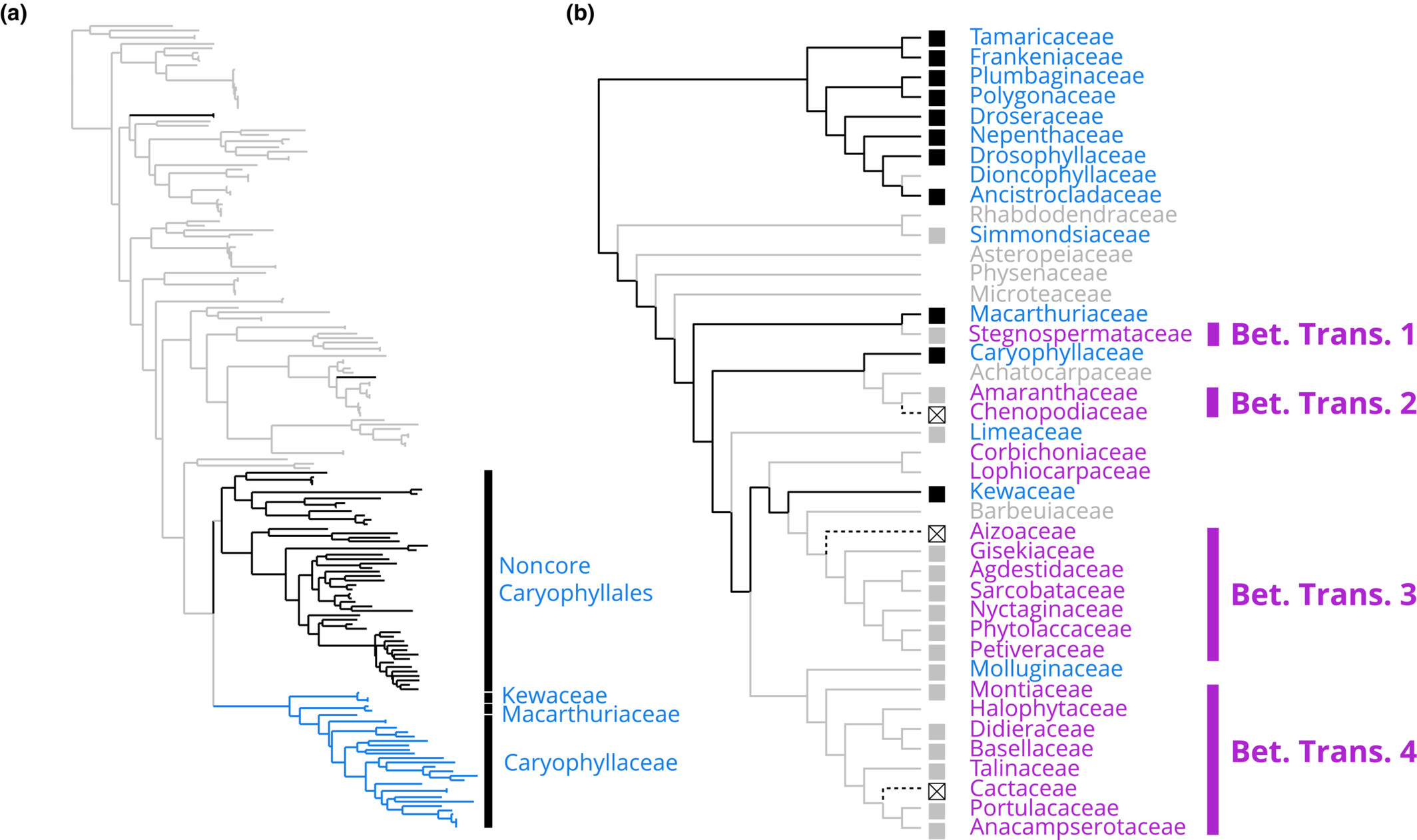 Mechanisms explaining the lack of anthocyanins in betalain-pigmented Caryophyllales (84)