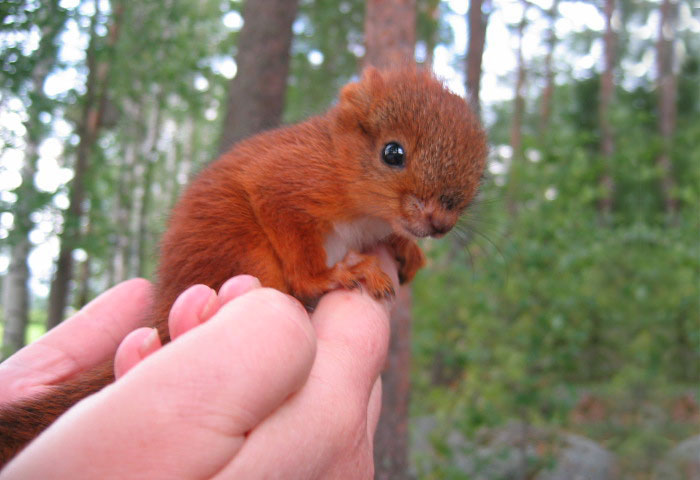 tiny squirrel