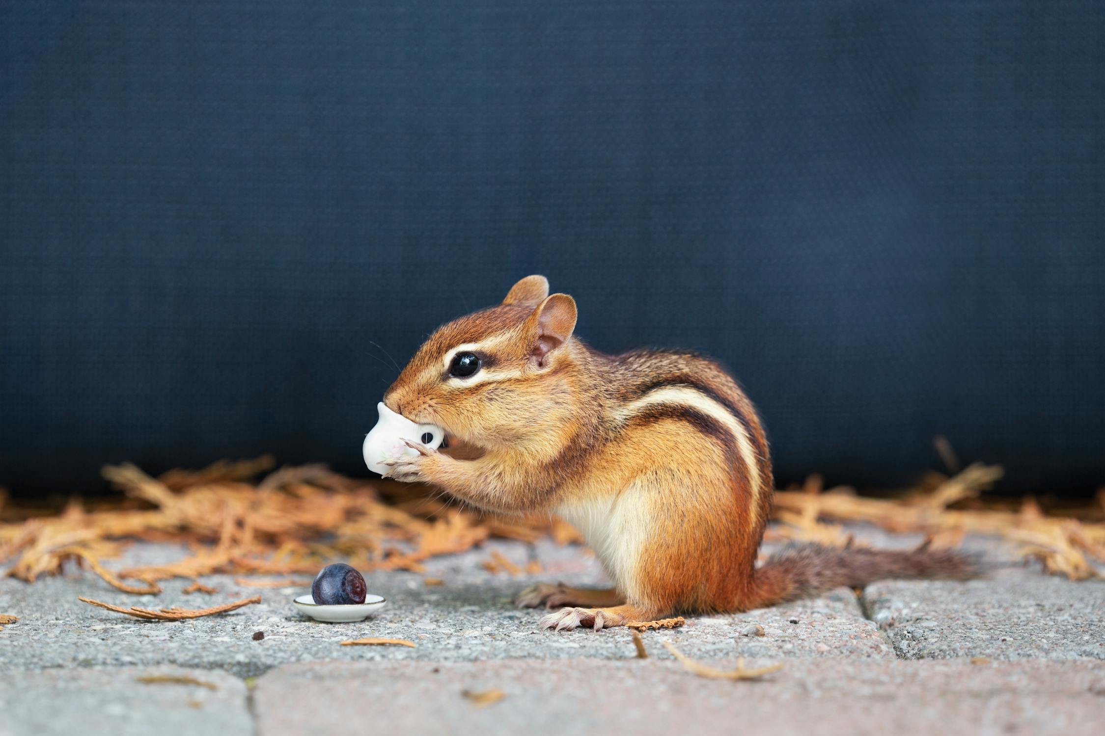 A Cute Chipmunk