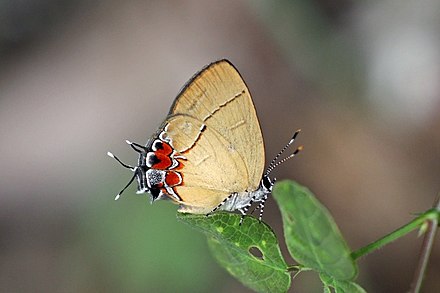 Calycopis Trebula