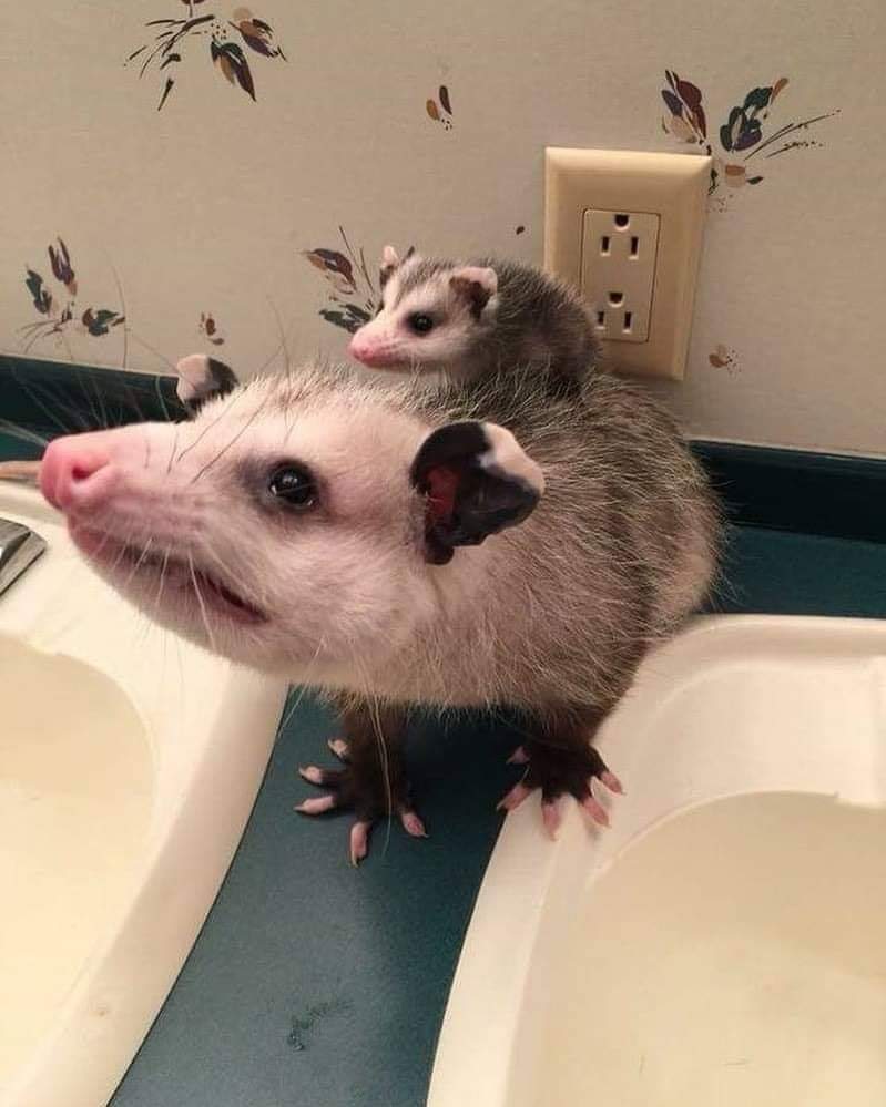 Cute possum here