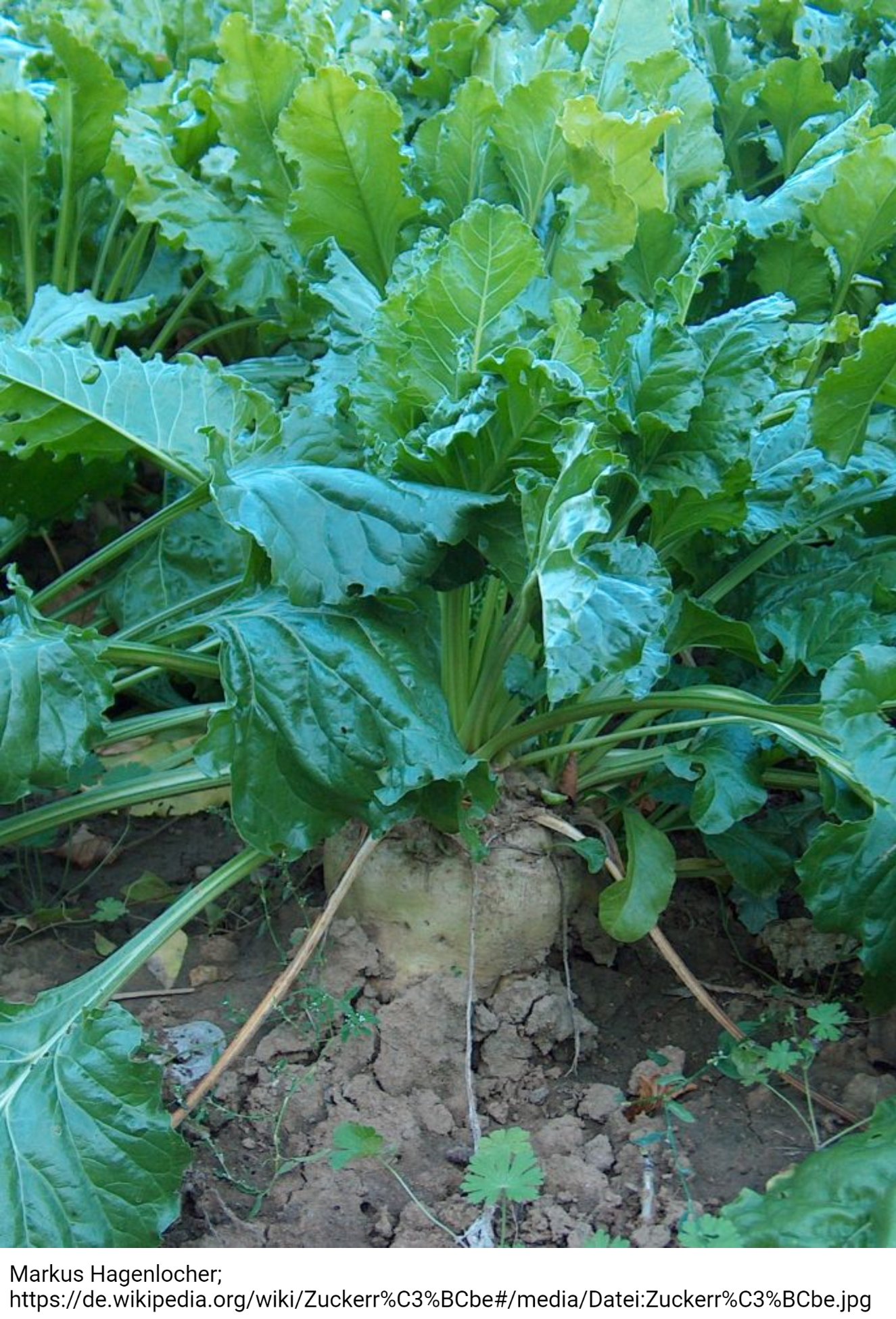 R2R3-MYBs in sugar beet (Tweet #31)