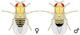 Biology Illustration Animals Insects Drosophila melanogaster