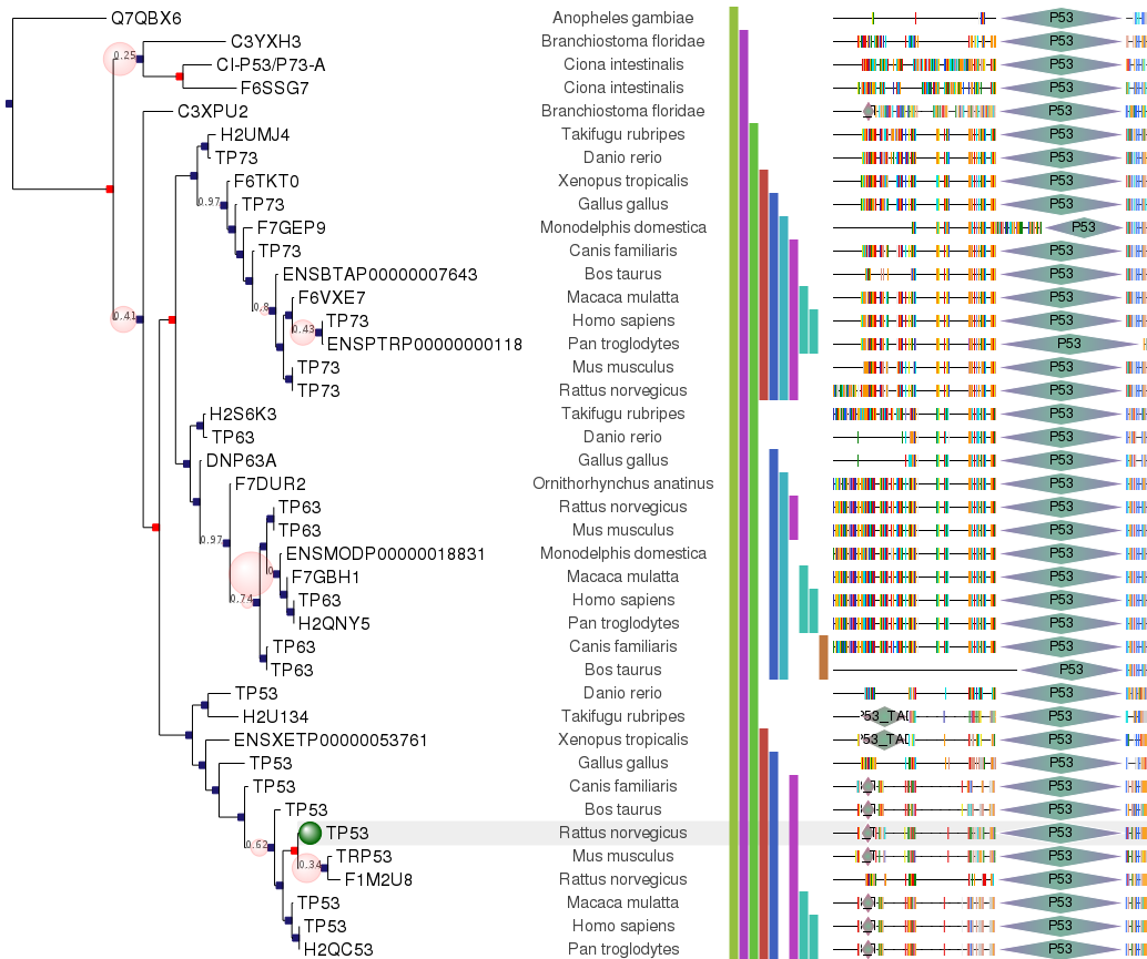 http://etetoolkit.org/static/img/gallery/phylomedb_tree.png